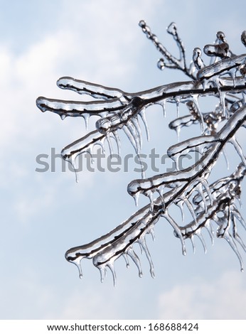 Tree branches covered in ice after an ice storm, against blue sky