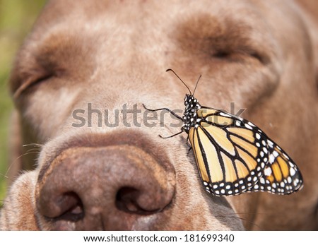 Monarch butterfly perched on the side of a dog\'s nose, with the dog sleeping