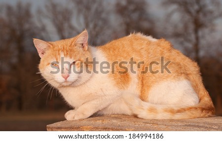 Rough looking orange and white tomcat staring at the viewer in evening sun