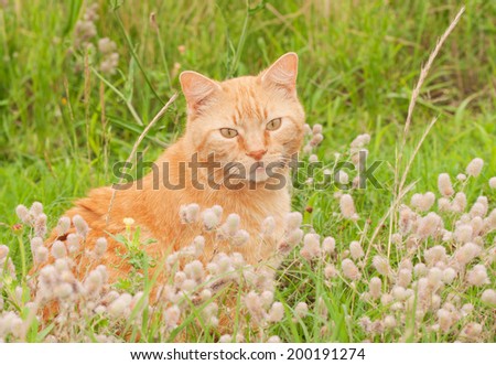 Cute orange tabby cat sitting in tall grass, looking at the viewer