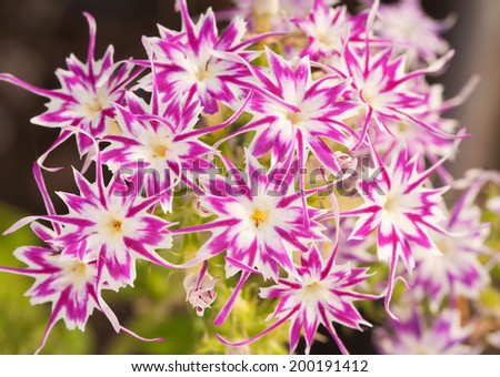 Beautiful pink and white star Phlox, with star shaped flowers