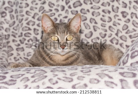 Cute blue tabby cat resting on a chair, looking at the viewer