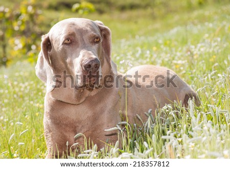 Weimaraner dog resting in grass in spring