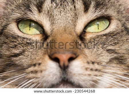 Green eyes of a brown tabby cat, lit by sun
