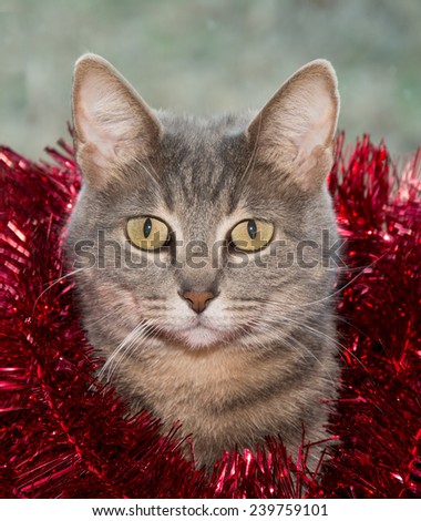 Blue tabby cat with red tinsel