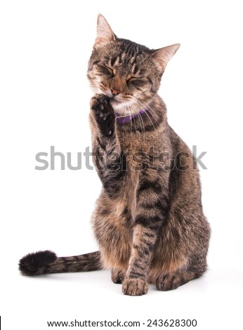 Brown tabby cat licking her paw on white