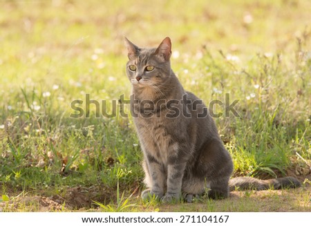 Blue tabby cat in shade in spring