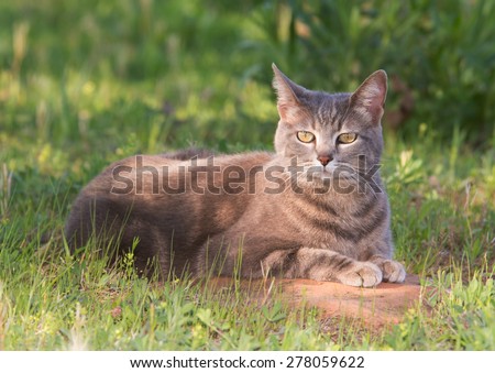 Blue tabby cat in a partial shade in spring