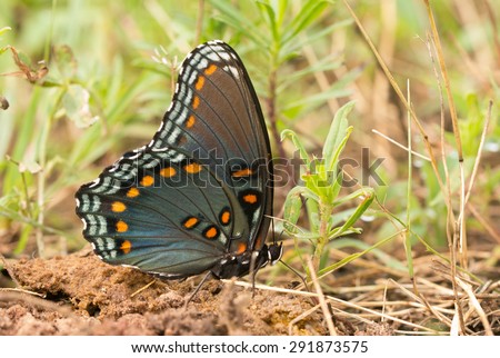 Red-Spotted Purple Admiral feeding on minerals on the ground