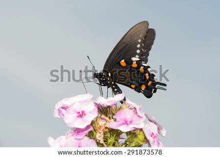 Pipevine Swallowtail butterfly feeding on pink Phlox flowers against partly cloudy summer sky