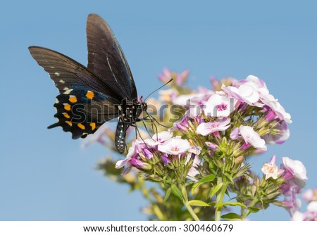Green Swallowtail butterfly feeding on Phlox flowers against clear blue summer sky