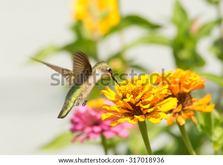 Female Ruby-throated Hummingbird feeding on an orange flower in summer garden