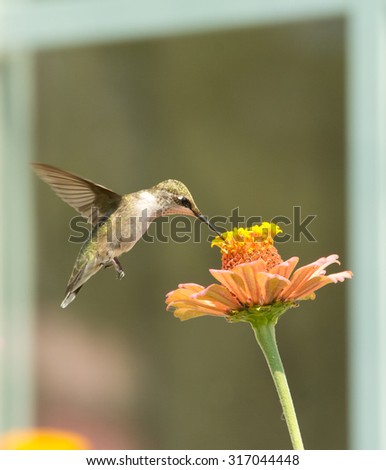 Hummingbird feeding on a Zinnia flower framed with a window background