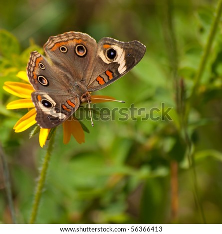 Buckeye butterfly feeding on a Black-Eyed Susan
