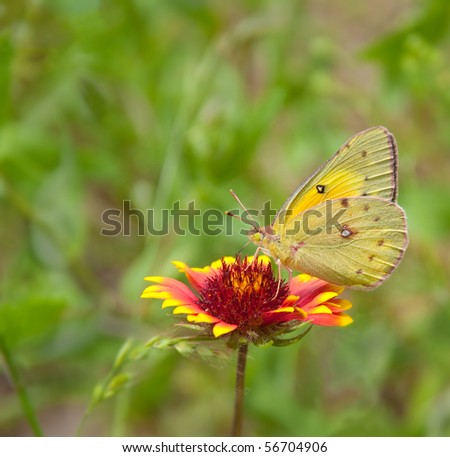 Orange Sulphur Butterfly feeding on a Bright Blanket Flower