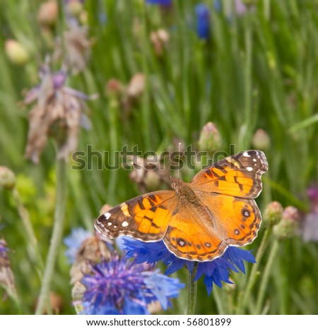 American Painted Lady Butterfly feeding on blue Corn flower