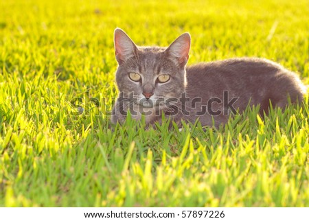 Blue tabby cat in grass with bright sunlight