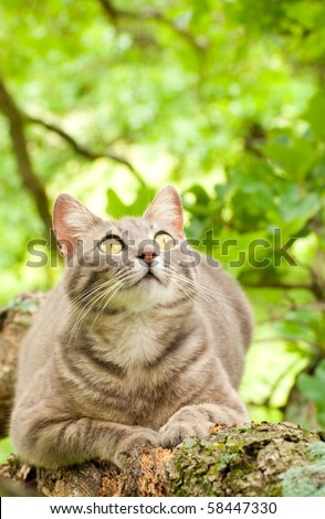 Spotted blue tabby cat looking intently at prey up in a tree