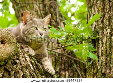 Blue tabby cat with green eyes up in a tree