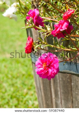 Hot pink Portulaca flowers in a wooden pot