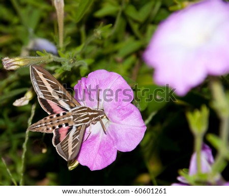 White-Lined Sphinx Moth feeding on a Petunia flower