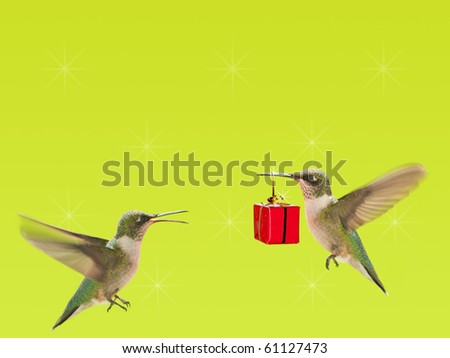 Hummingbird carrying a gift to another one on bright green background with copy space