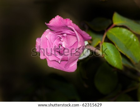 Beautiful pink rose against dark background