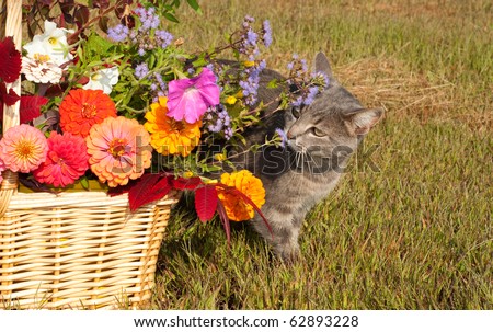 Blue tabby cat sniffing brilliantly colored flowers in a wicker basket with grass background