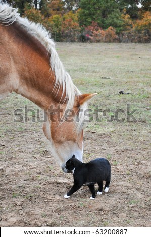 Black and white cat rubbing himself against a big horse\'s muzzle