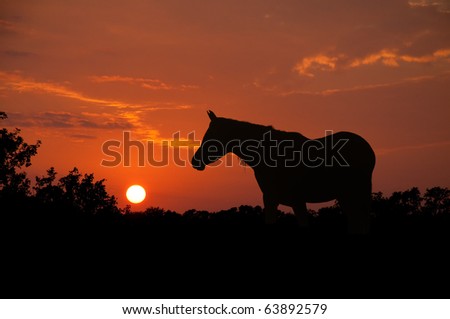 Noble Arabian horse silhouette against sunset skies on a humid night producing rich red and orange colors