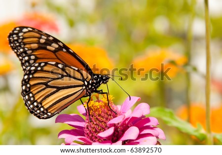 Monarch butterfly, Danaus plexippus, restoring its energy supply for migration by feeding on a bright pink Zinnia flower