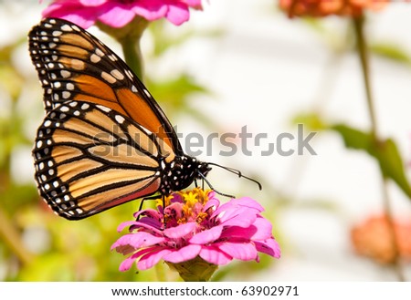Colorful migrating Monarch butterfly feeding on a flower, refueling for its migration