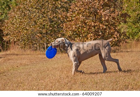 Weimaraner dog carrying a frisbee
