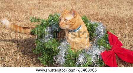Red tabby kitty cat in a Christmas wreath with a red bow and silver tinsel