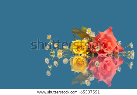 Pink and yellow rose with tiny white wild flowers on blue background with reflection