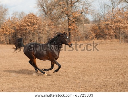 Dark bay Arabian horse galloping across fall pasture with his tail flagging