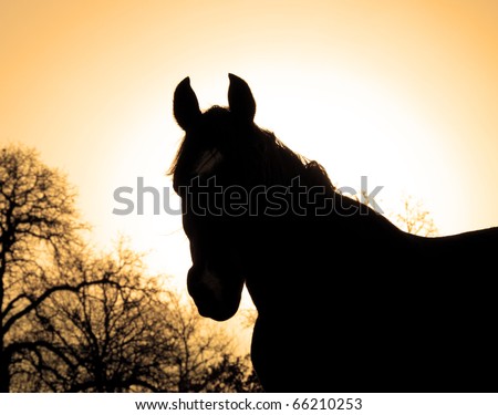 Sepia toned image of a beautiful Arabian horse silhouette against rising sun
