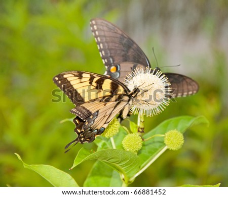 Yellow Eastern Tiger Swallowtail butterfly feeding on a buttonbush flower with an all black version of same species on the background
