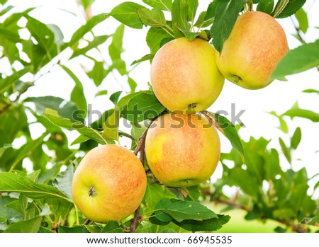 Four apples ripening in a tree