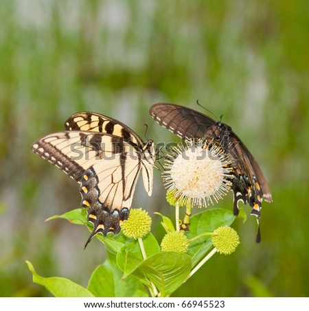 Yellow Eastern Tiger Swallowtail butterfly feeding on a buttonbush flower with an all black version of same species on the other side of the bloom