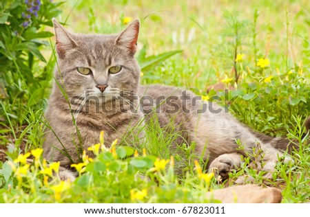 Blue tabby cat surrounded by wildflowers