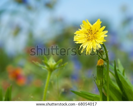 Bright yellow Hawksbeard flower in sunshine against wildflower background