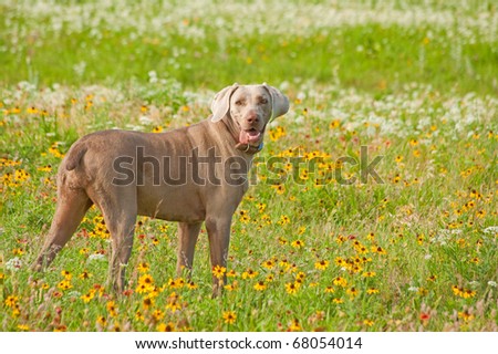 Beautiful Weimaraner dog looking at the viewer in a colorful meadow of wild flowers