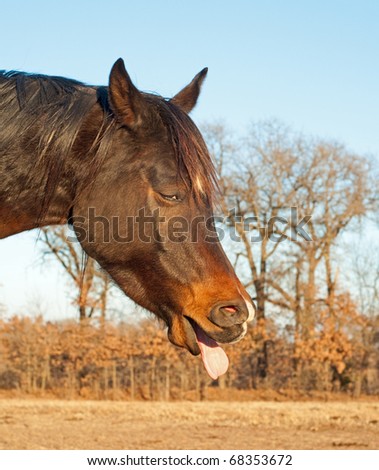 Funny image of a dark bay horse sticking his tongue out starting a yawn