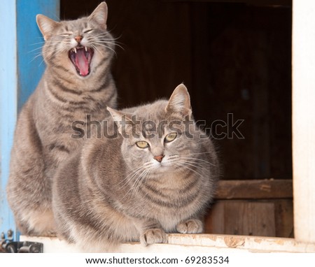 Two beautiful blue tabby cats on top of a Dutch door of a blue barn