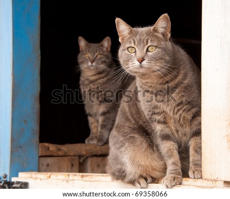 Two blue tabby cats looking out of a blue barn