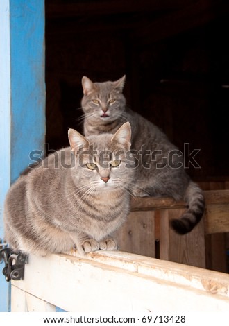 Two beautiful blue tabby cats resting at a barn door