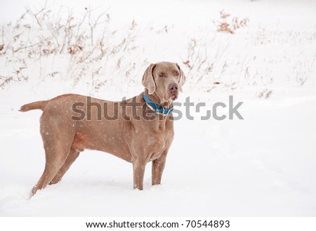 Handsome Weimaraner dog in heavy snow fall