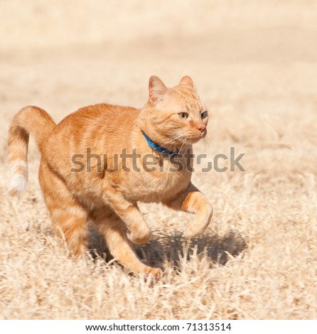 Orange tabby cat running full speed across a grass field