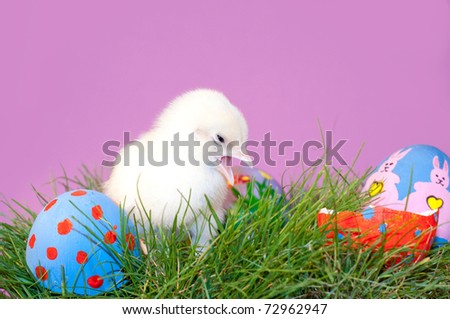 Yellow Easter Chick with its beak open, in grass with colorful hand painted Easter eggs, against purple background